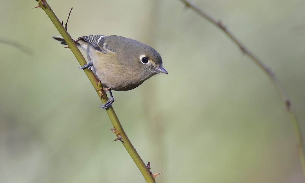 Hutton's Vireo - ML627367016