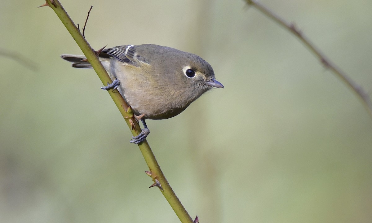 Hutton's Vireo - ML627367017