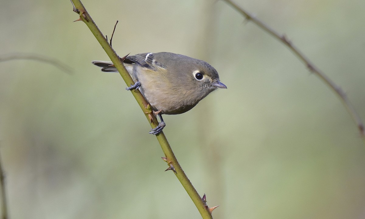 Hutton's Vireo - ML627367018