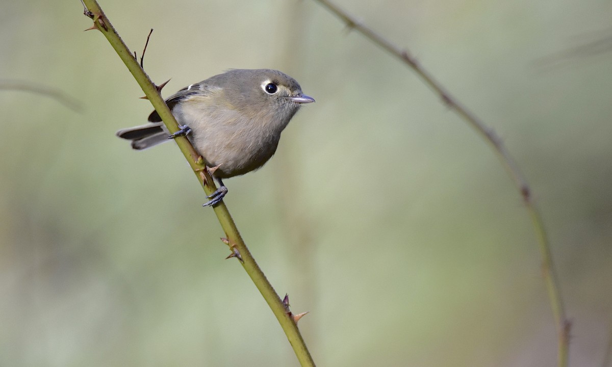 Hutton's Vireo - ML627367019