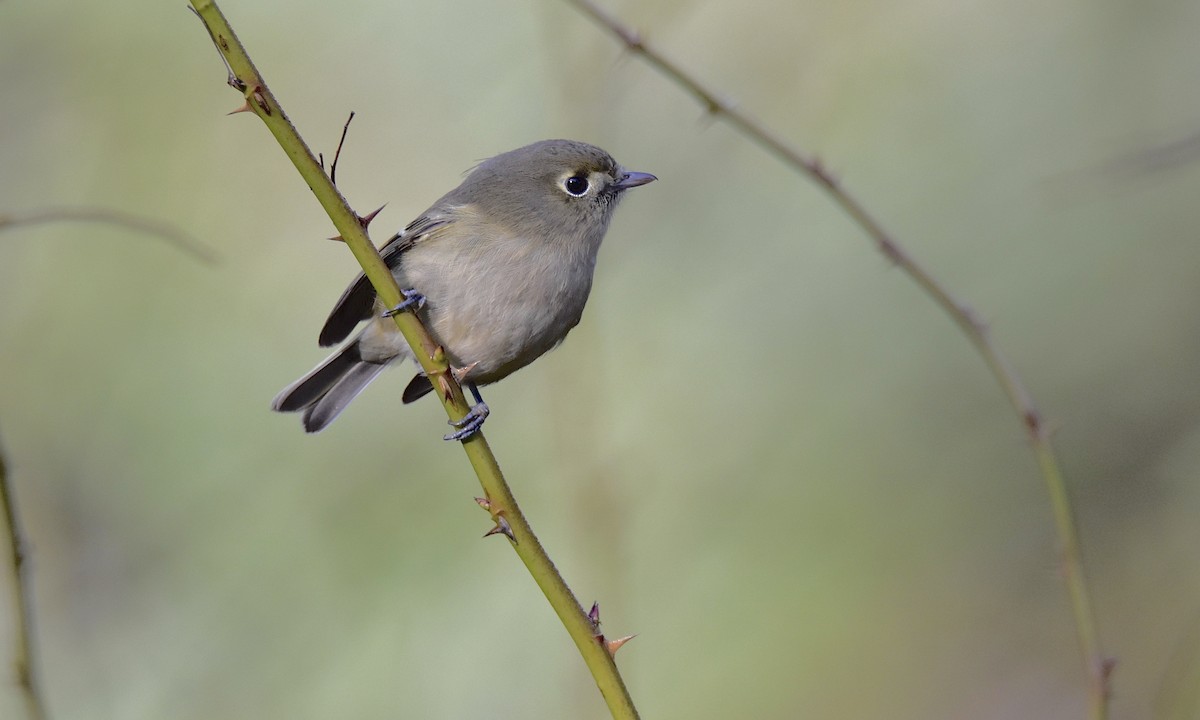 Hutton's Vireo - ML627367020