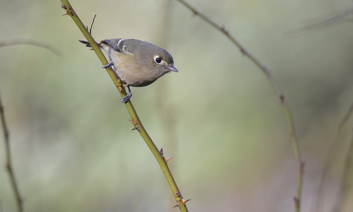 Hutton's Vireo - ML627367021