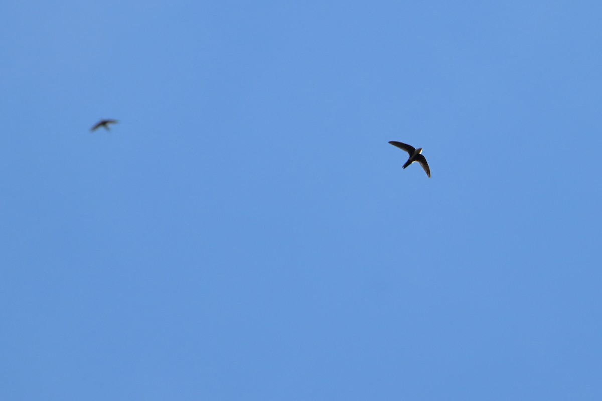 White-throated Swift - ML627367043