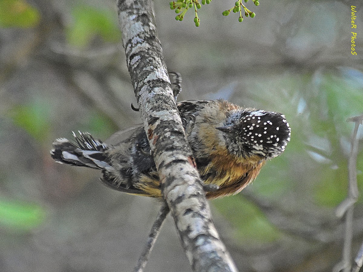 Mottled Piculet - ML627367074