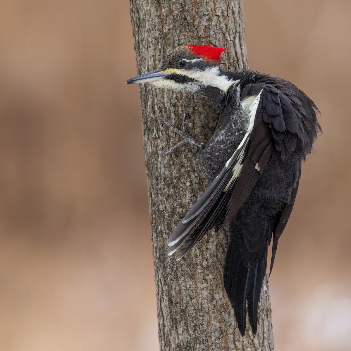 Pileated Woodpecker - Ewa Golebiowska