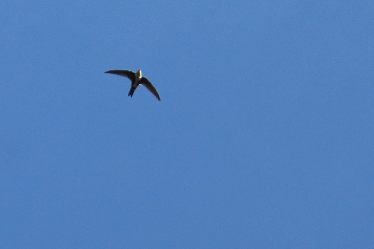 White-throated Swift - ML627367083