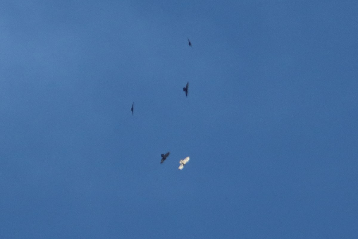 Red-tailed Hawk (calurus/alascensis) - ML627367091