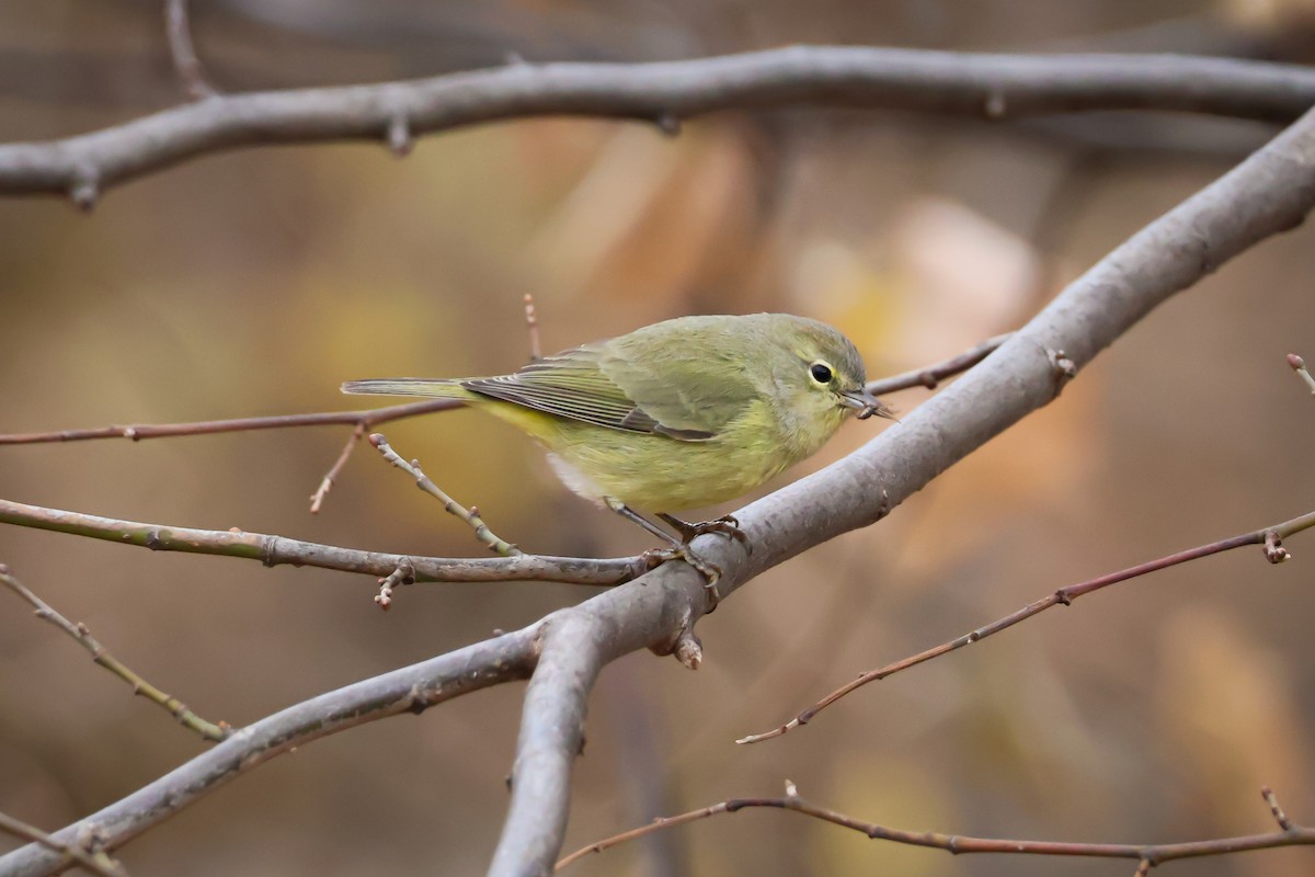 Orange-crowned Warbler - ML627367227
