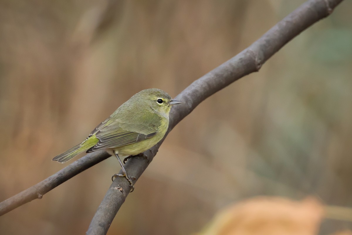 Orange-crowned Warbler - ML627367228