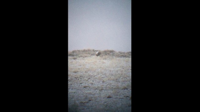 Gunnison Sage-Grouse - ML627367259