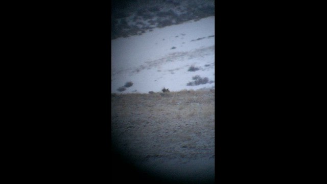 Gunnison Sage-Grouse - ML627367268