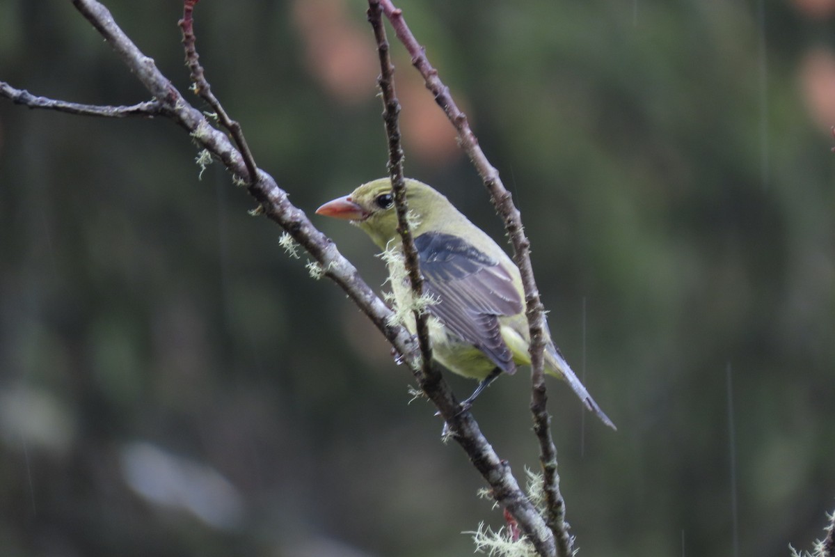 Scarlet Tanager - ML627367339