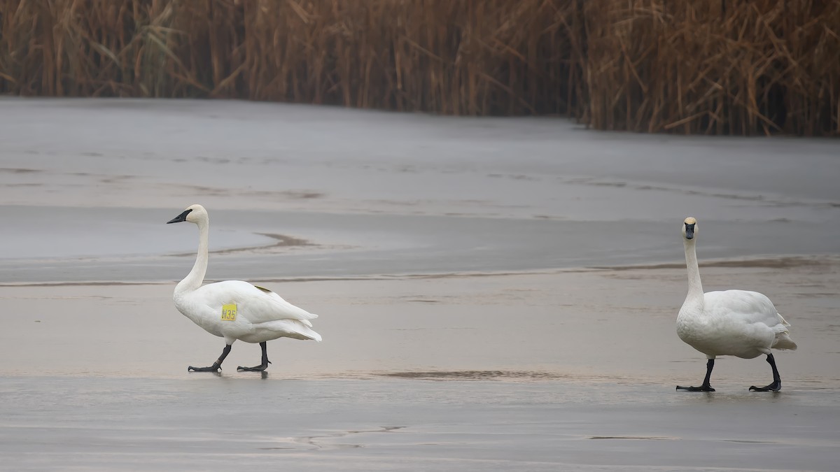 Trumpeter Swan - ML627367424