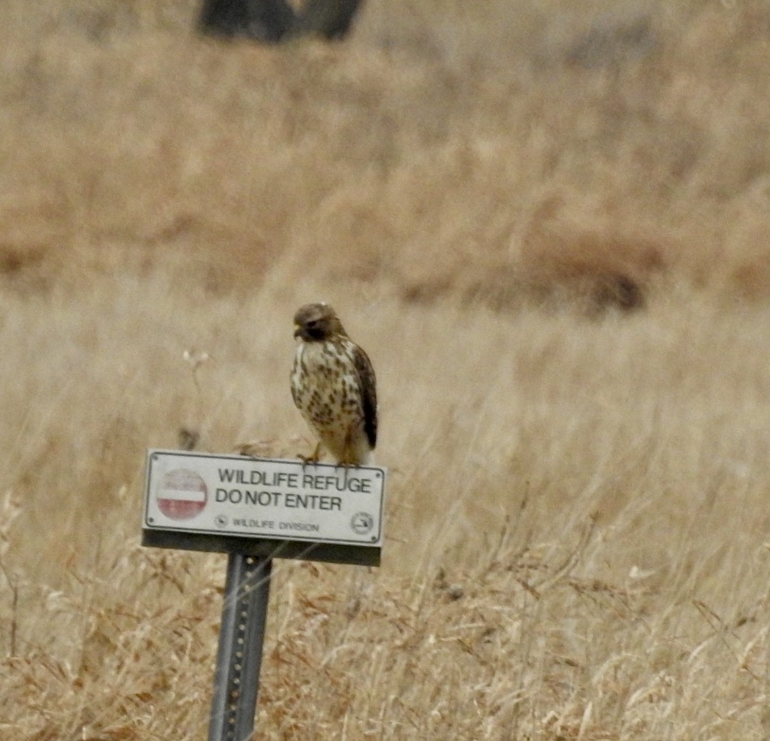 Northern Harrier - ML627367670