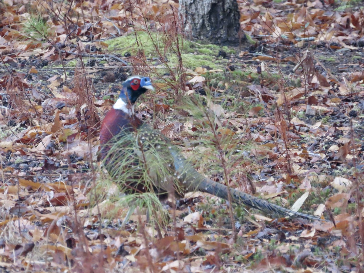 Ring-necked Pheasant (Domestic type) - ML627367691