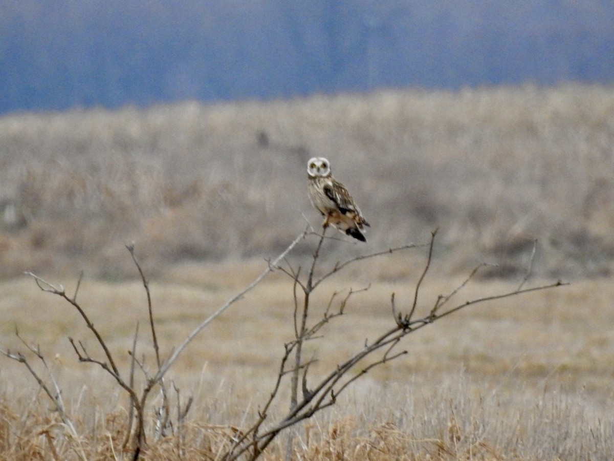 Short-eared Owl - ML627367695