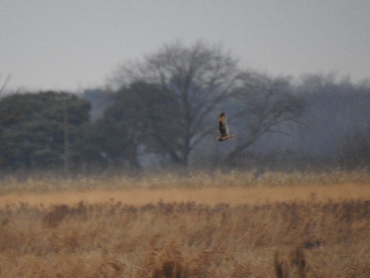 Short-eared Owl - ML627367696