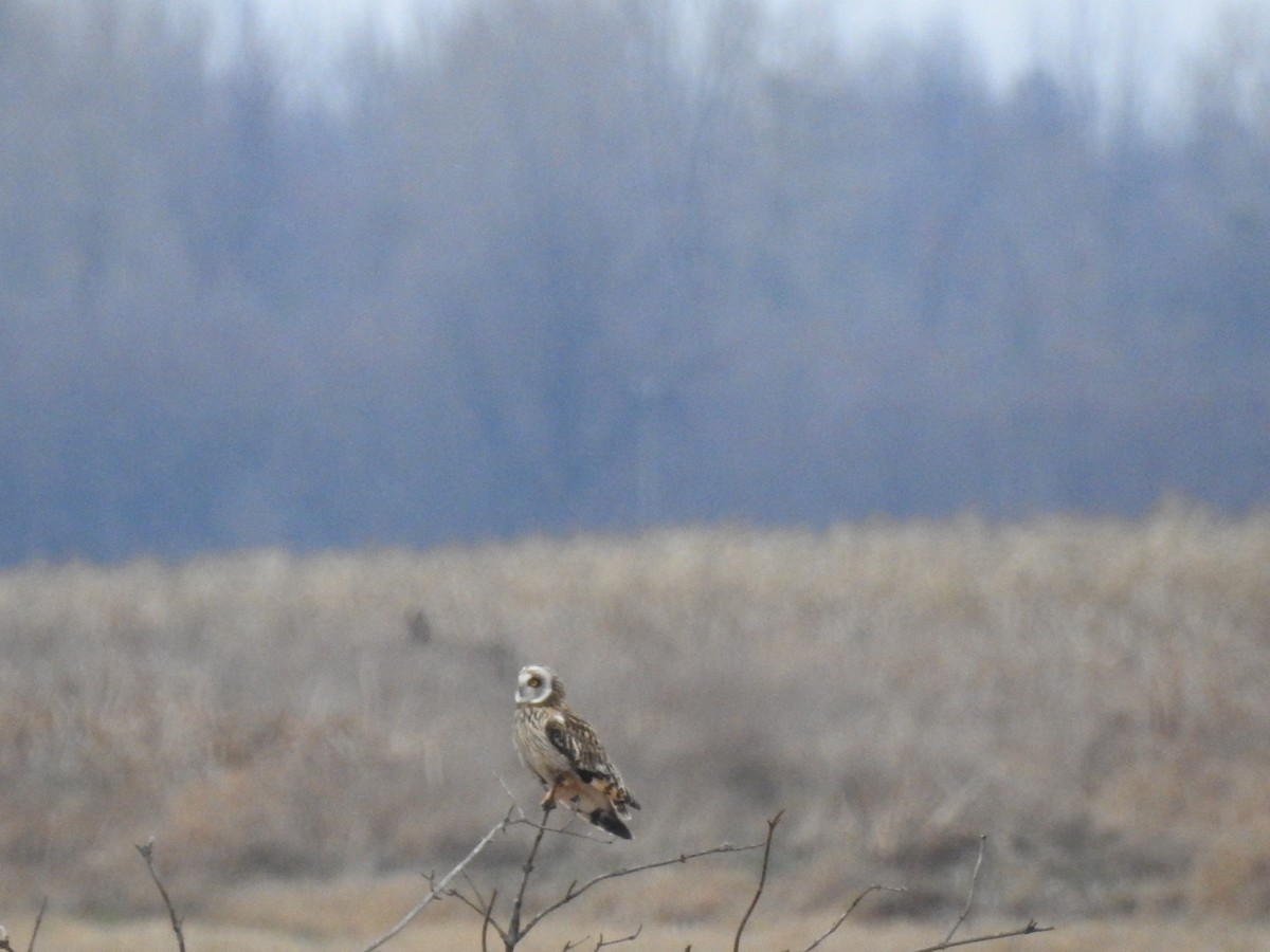 Short-eared Owl - ML627367697