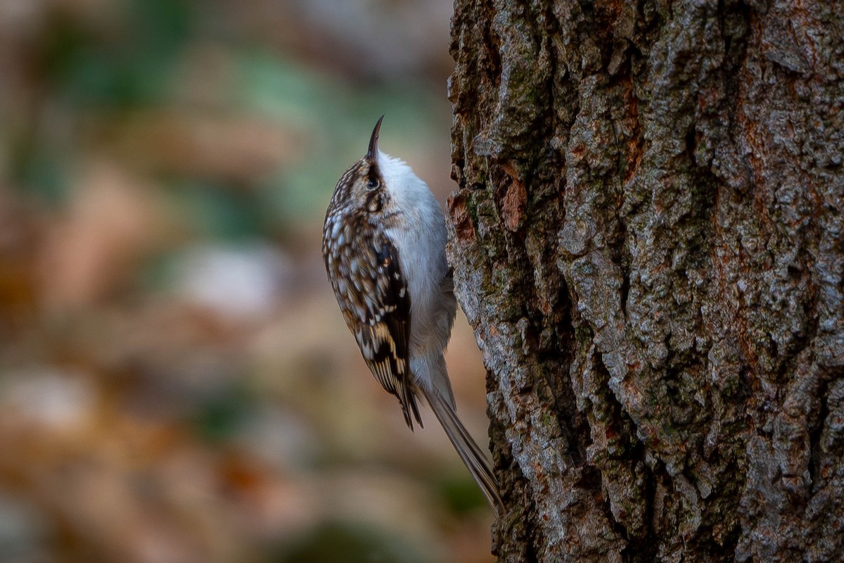 Brown Creeper - ML627367829