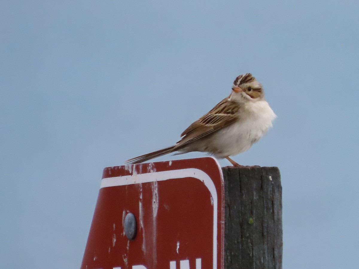 Clay-colored Sparrow - ML627367851
