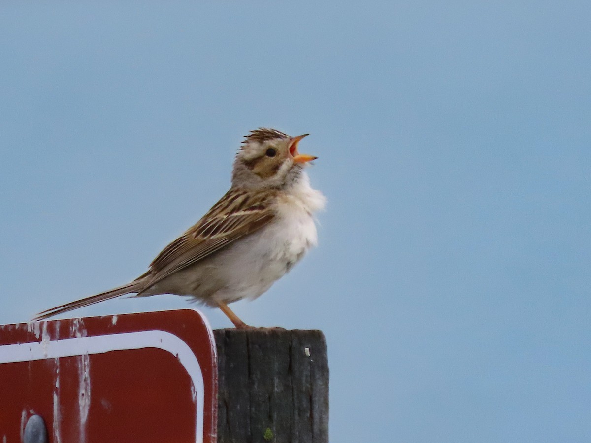 Clay-colored Sparrow - ML627367852