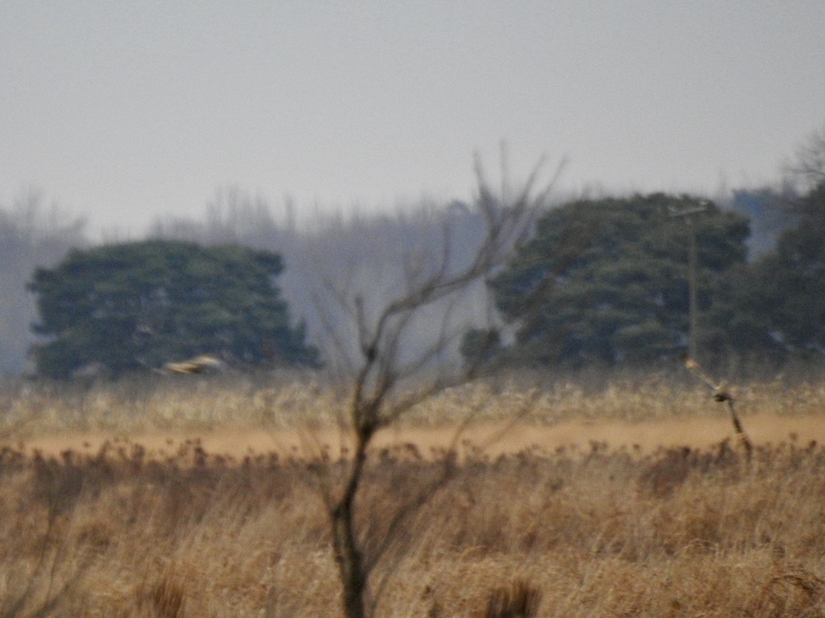 Short-eared Owl - ML627367857