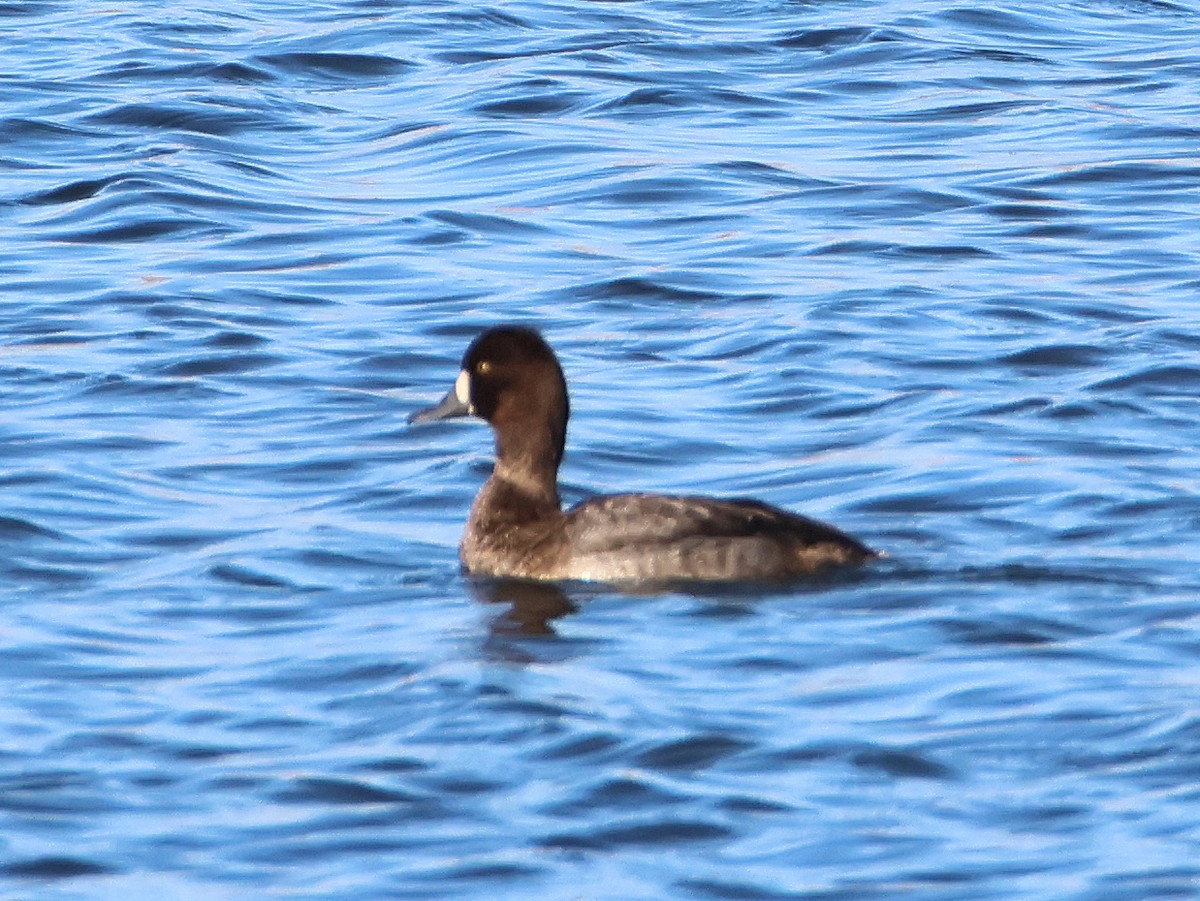 Lesser Scaup - ML627367861