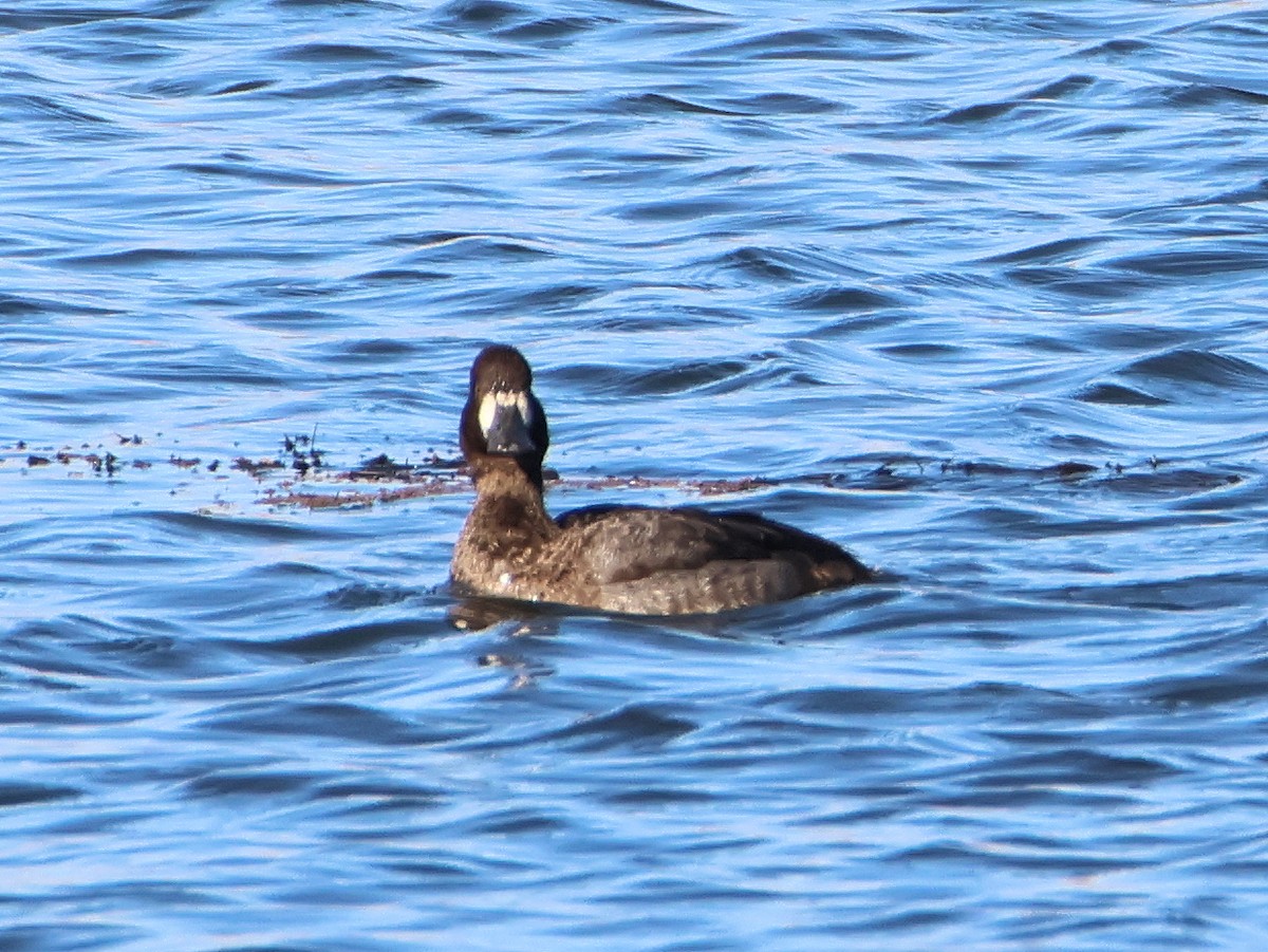 Lesser Scaup - ML627367863