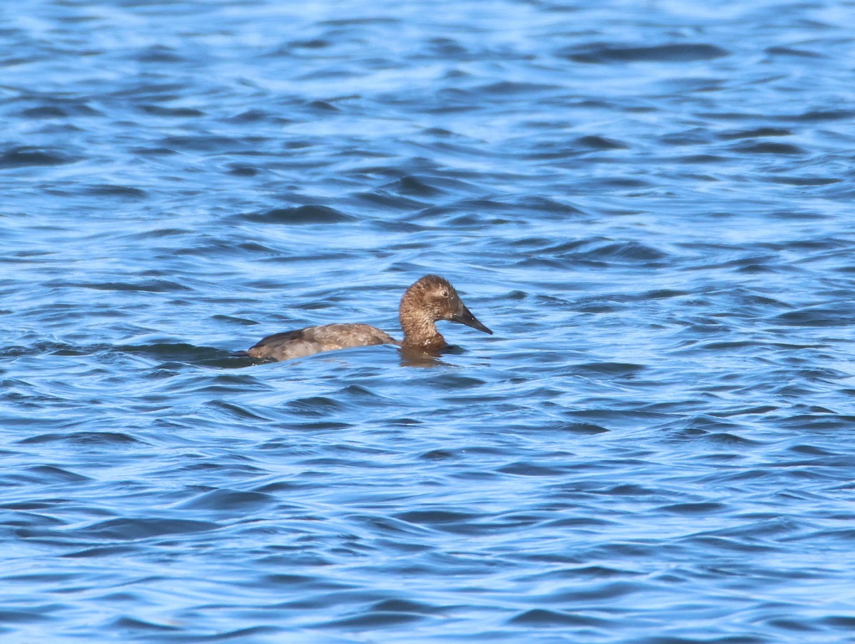 Canvasback - ML627367877