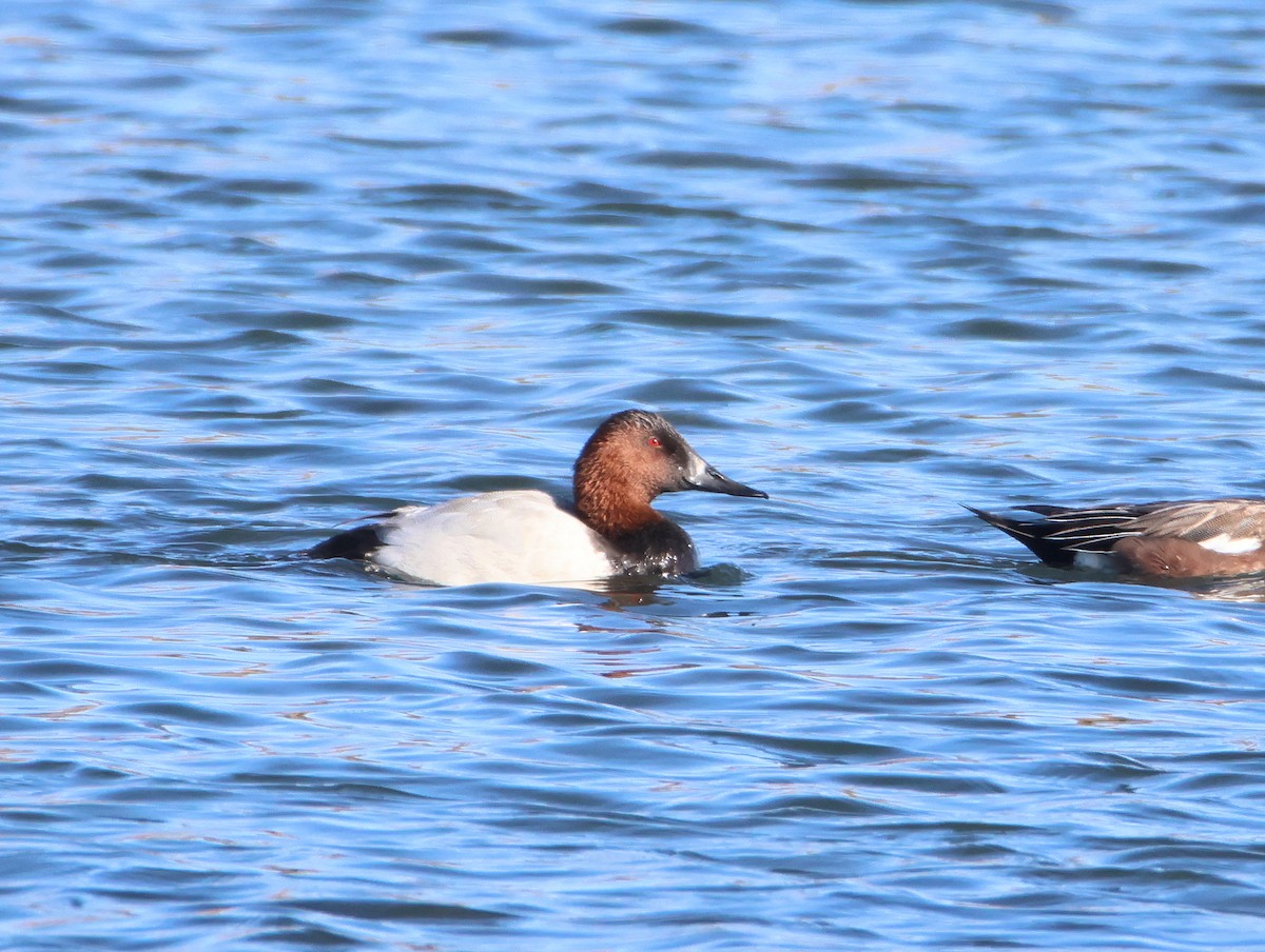 Canvasback - ML627367878