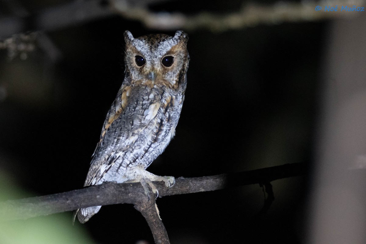 Flammulated Owl - ML627367895