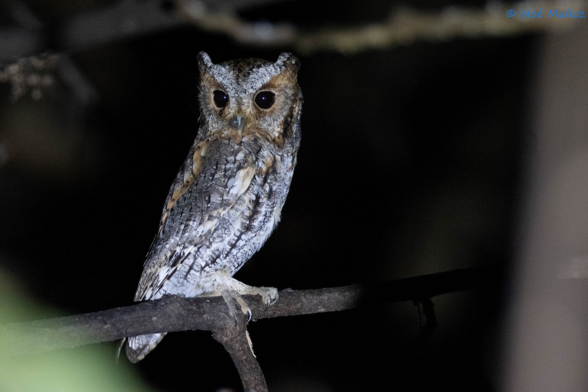 Flammulated Owl - ML627367896