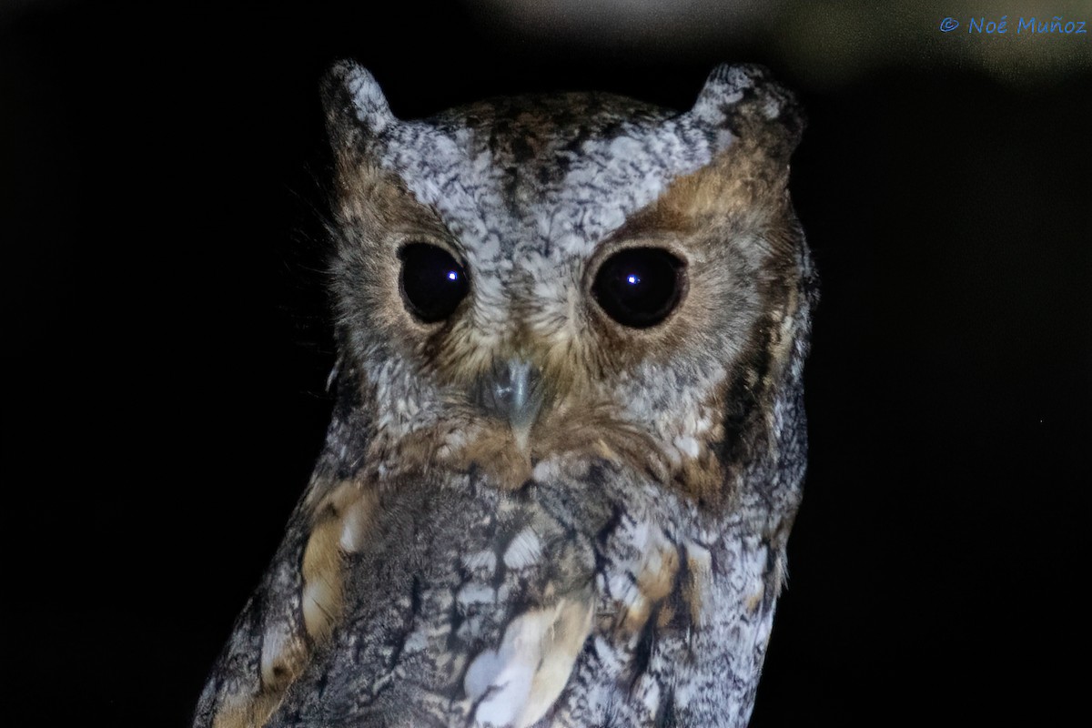 Flammulated Owl - ML627367898