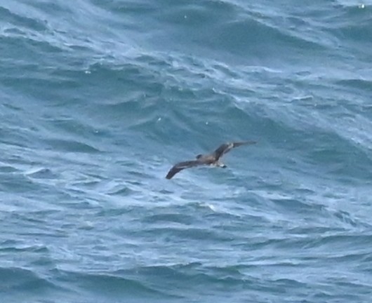 Streaked Shearwater - ML627367957