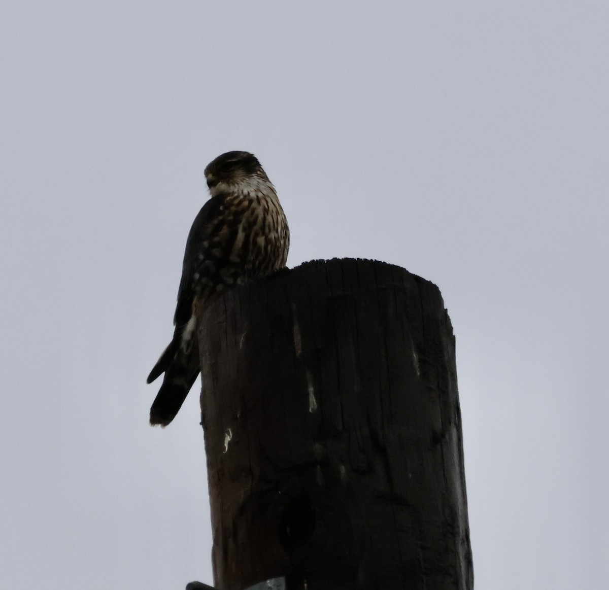 Merlin - ML627368022