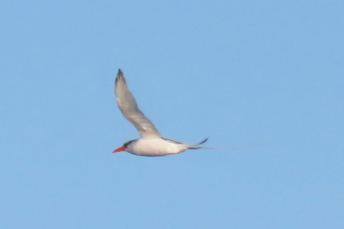 Red-billed Tropicbird - ML627368113