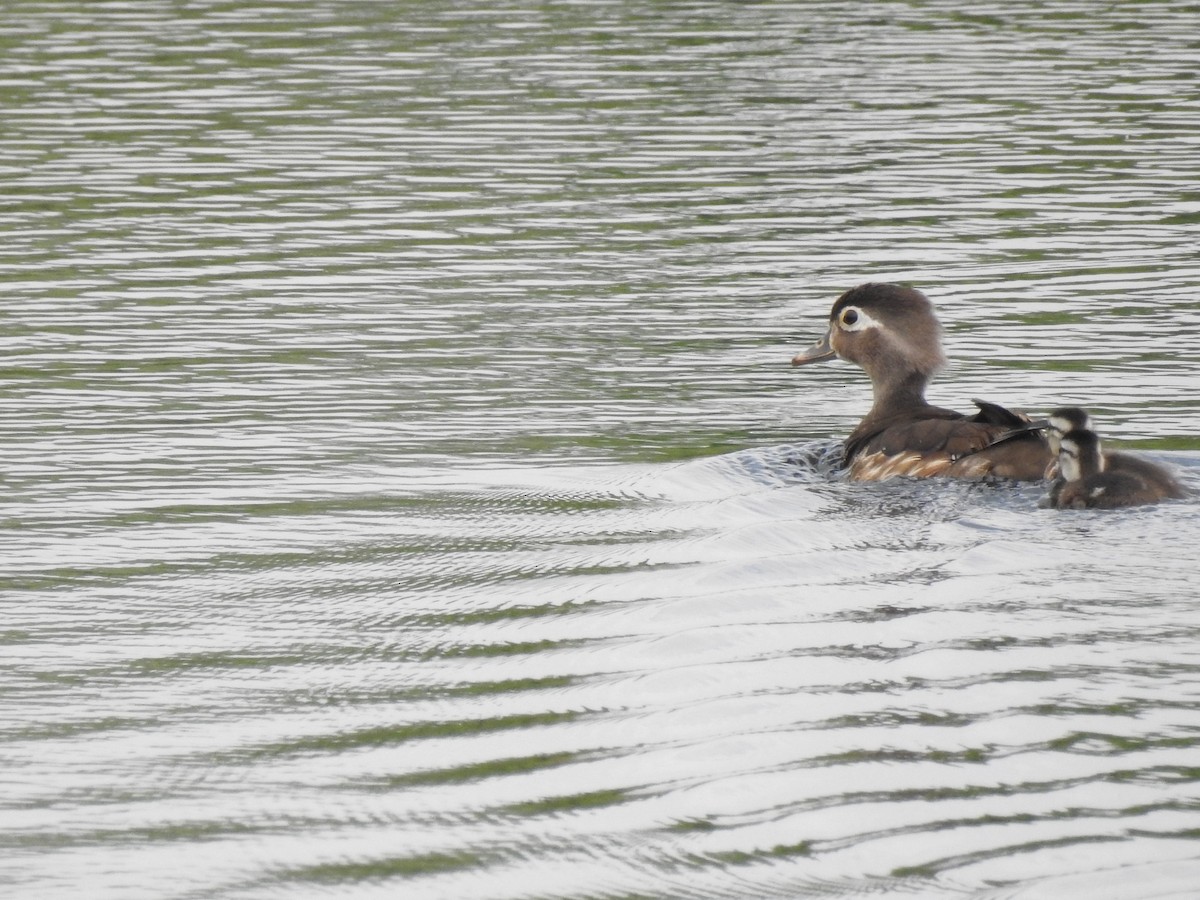 Wood Duck - ML62736841