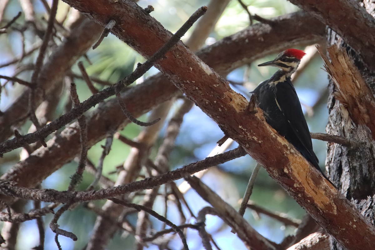 Pileated Woodpecker - ML627368465