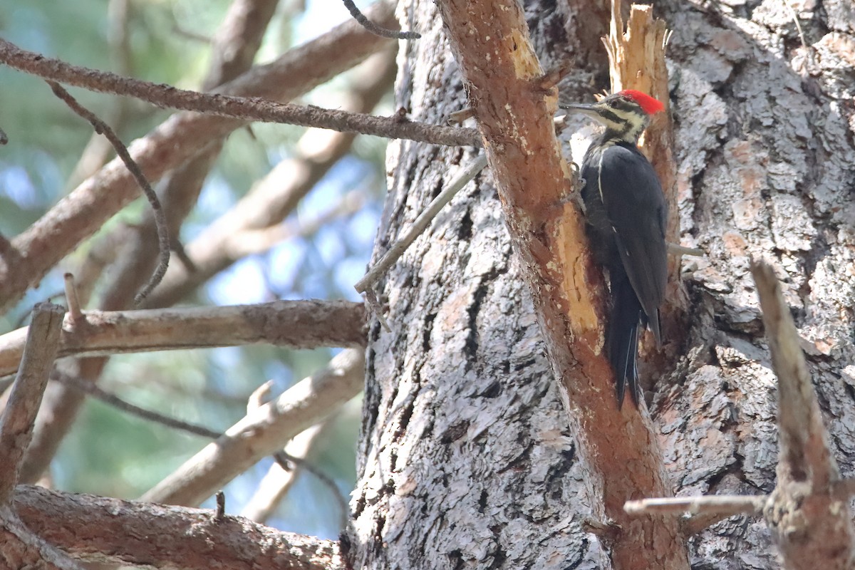 Pileated Woodpecker - ML627368466