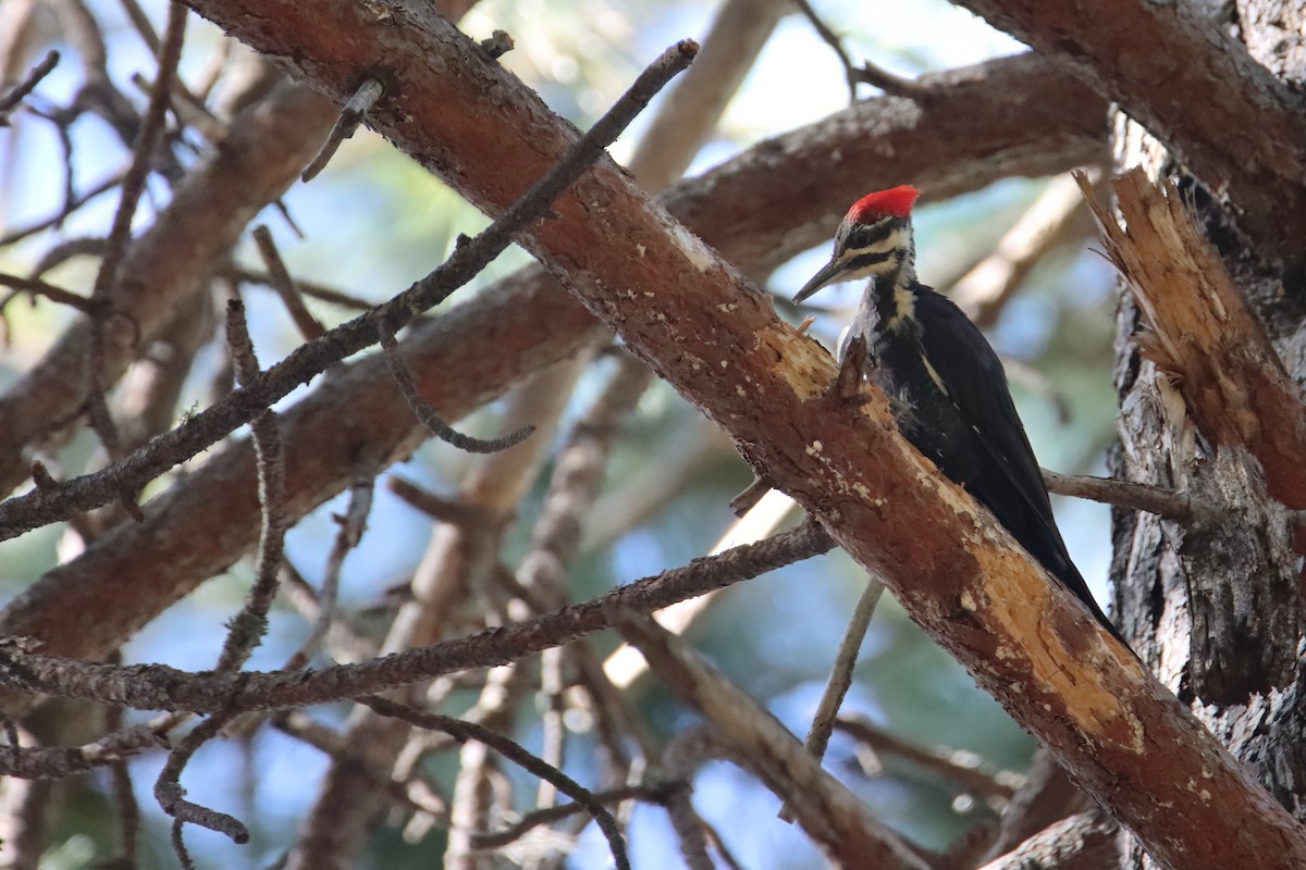 Pileated Woodpecker - ML627368467