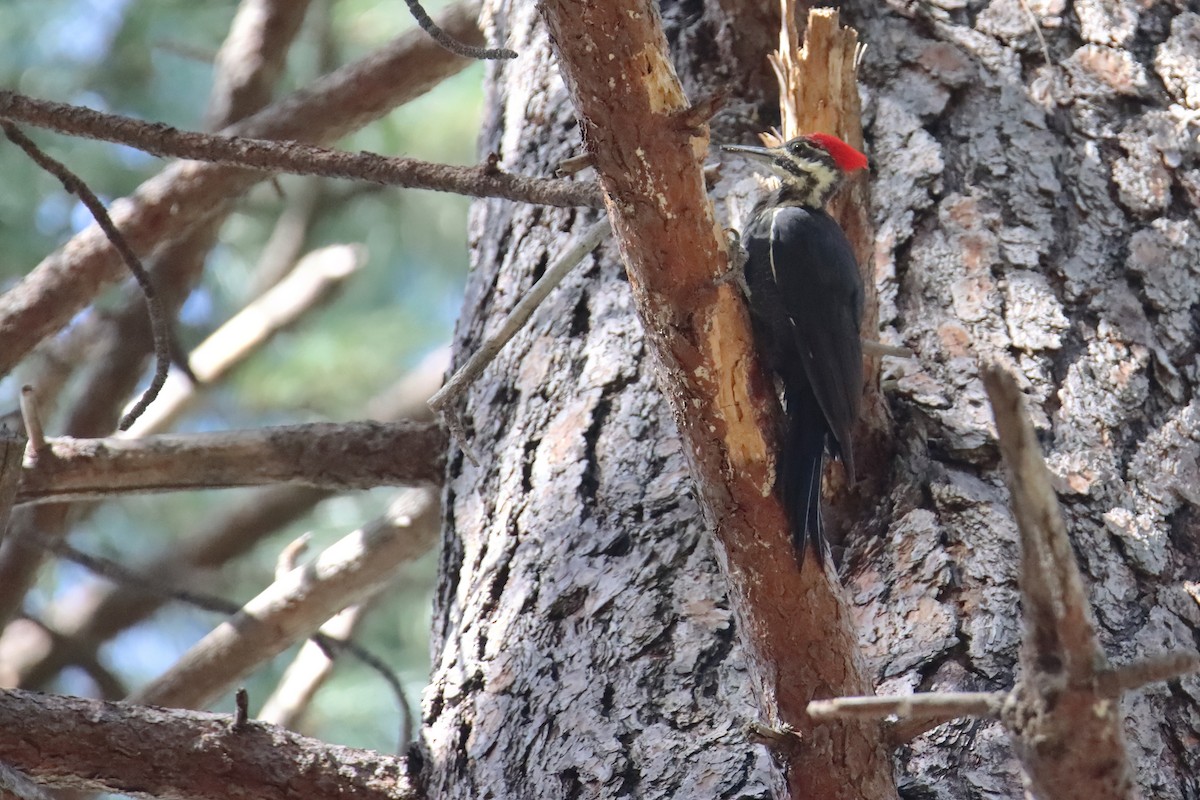Pileated Woodpecker - ML627368468
