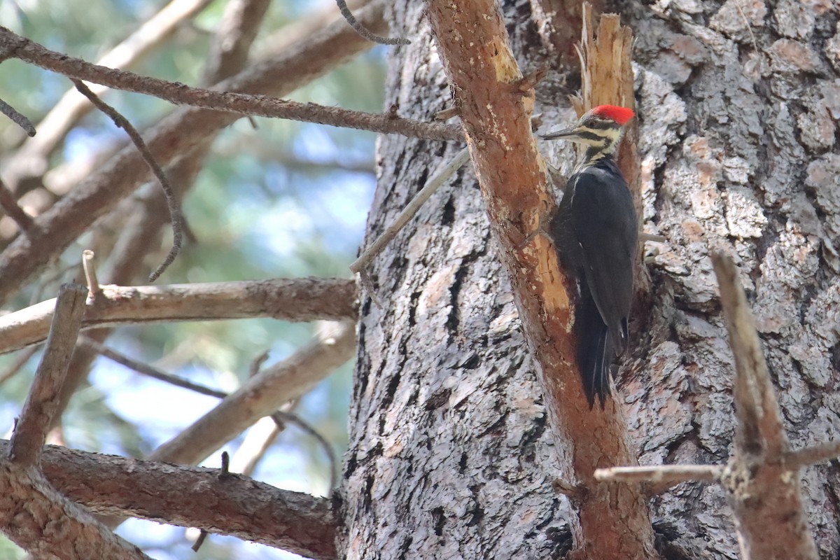 Pileated Woodpecker - ML627368469