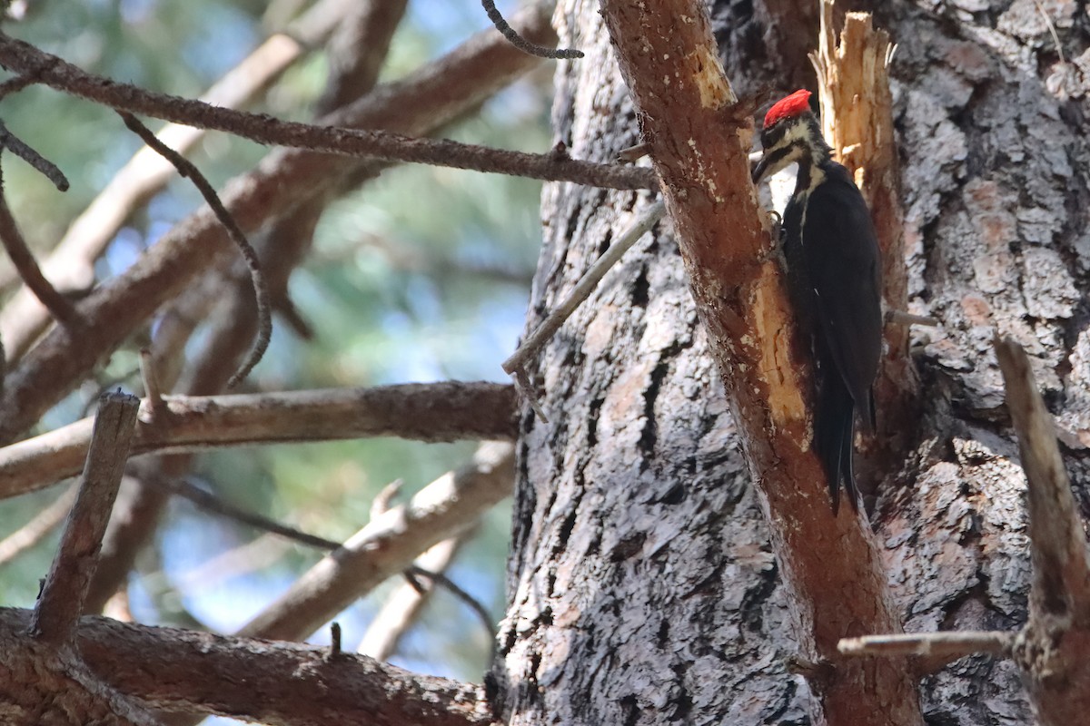 Pileated Woodpecker - ML627368470