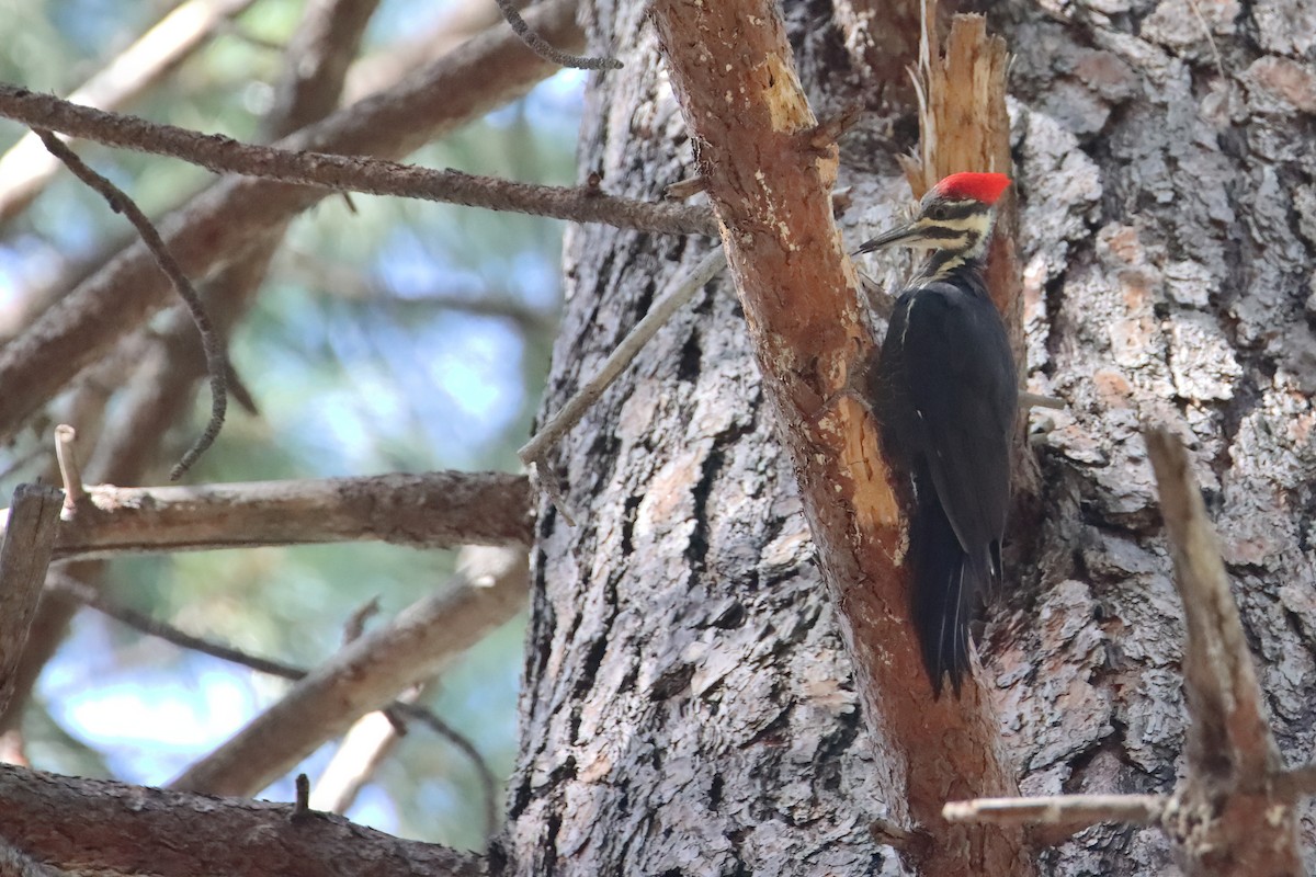 Pileated Woodpecker - ML627368471