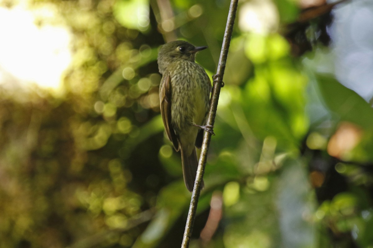 Olive-striped Flycatcher - ML627368632