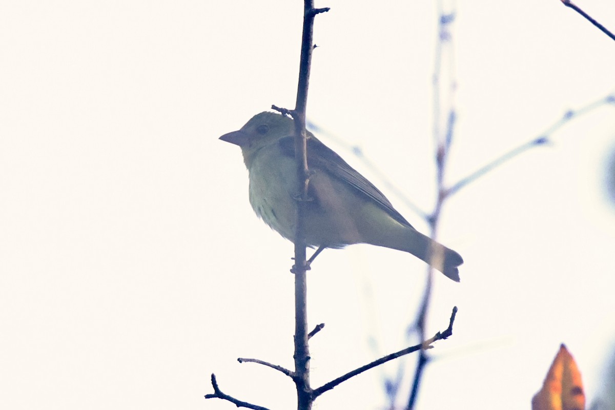 Scarlet Tanager - ML627368659