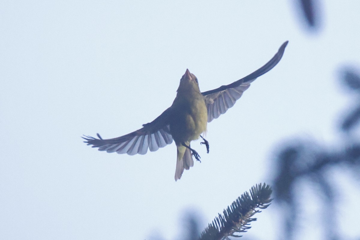 Scarlet Tanager - ML627368660