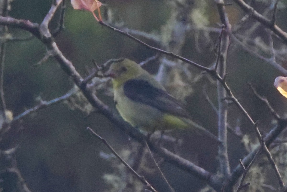 Scarlet Tanager - ML627368661