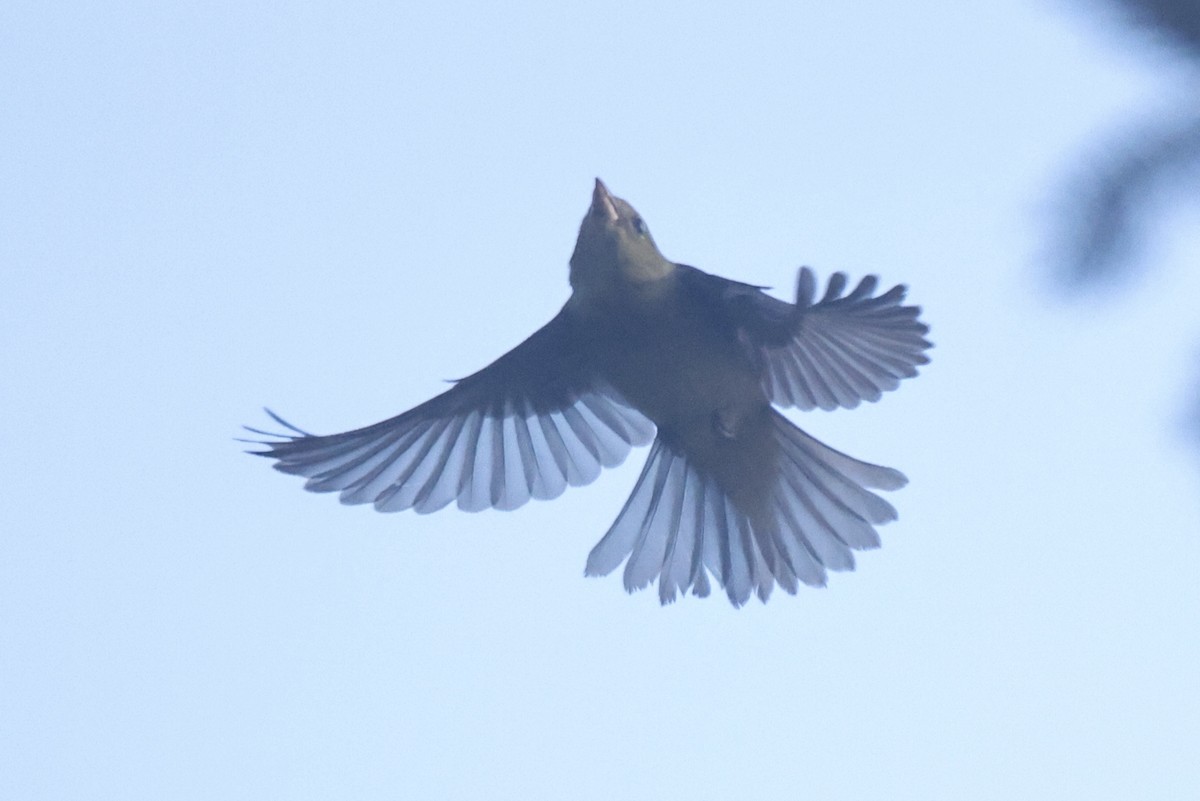 Scarlet Tanager - ML627368662