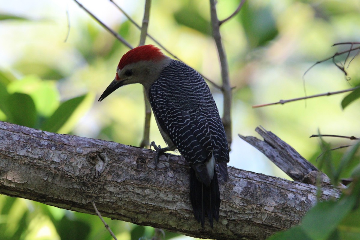 Golden-fronted Woodpecker - ML627368667
